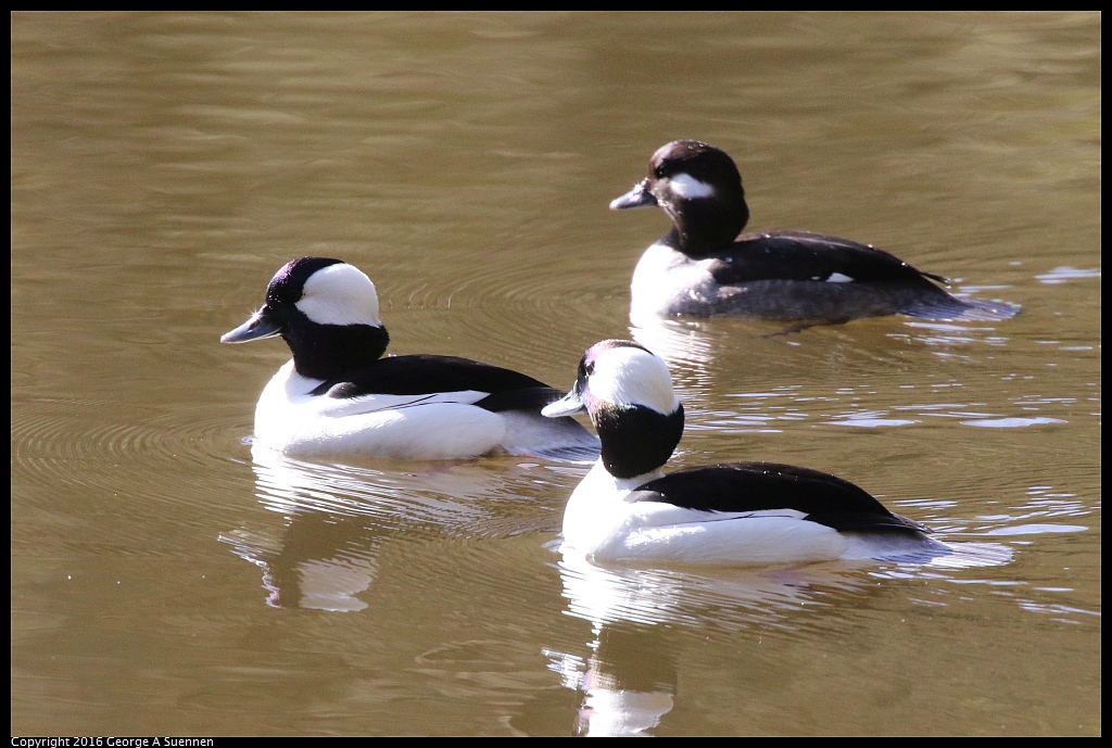 0205-112849-02.jpg - Bufflehead