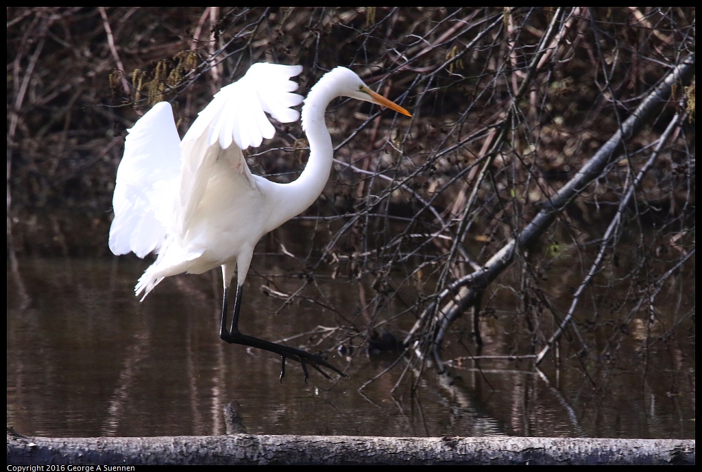 0205-112913-02.jpg - Great Egret