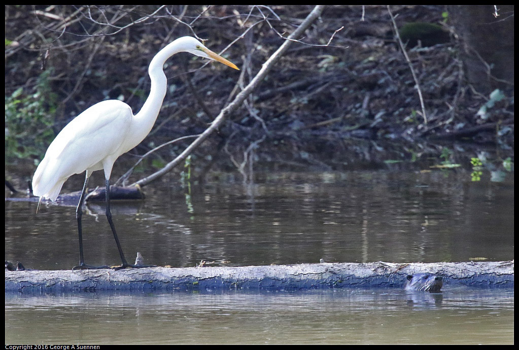 0205-112944-01.jpg - Great Egret and River Otter