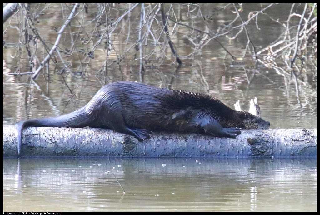 0205-113045-02.jpg - River Otter