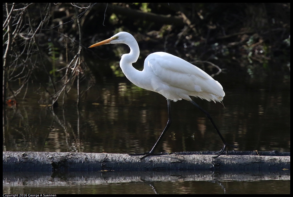 0205-113114-01.jpg - Great Egret