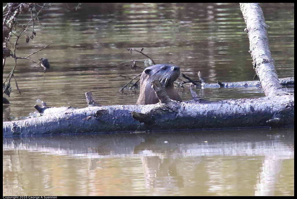 0205-113123-01.jpg - River Otter