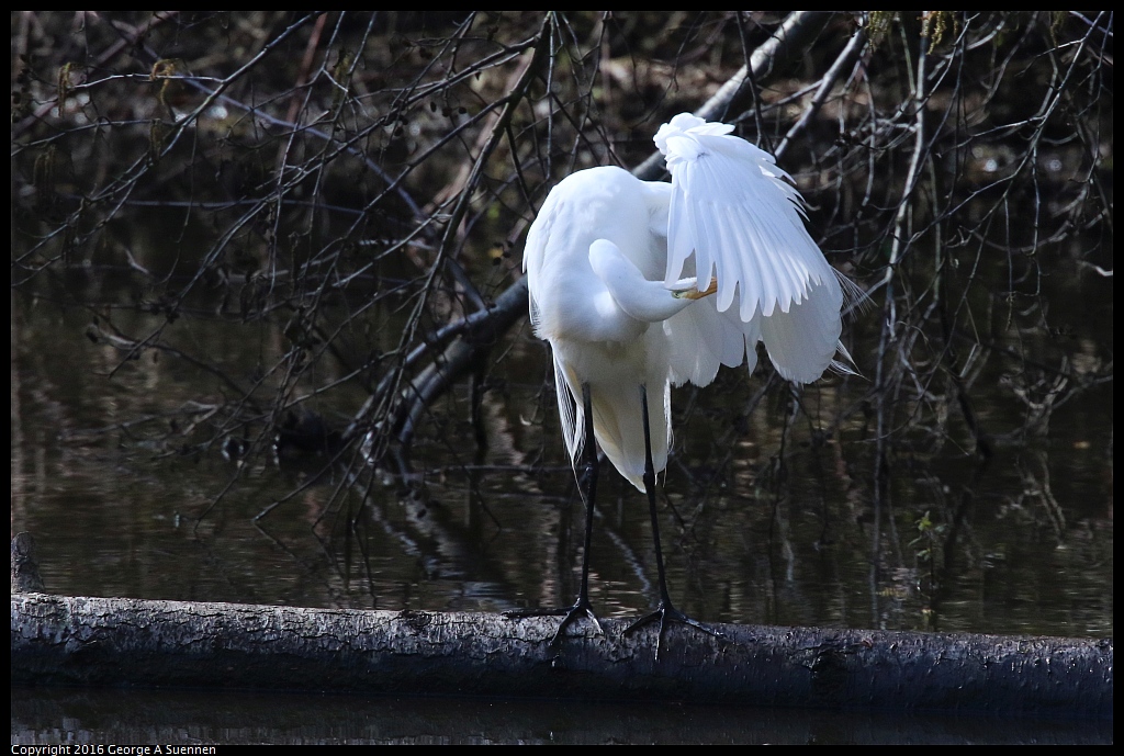 0205-113211-01.jpg - Great Egret