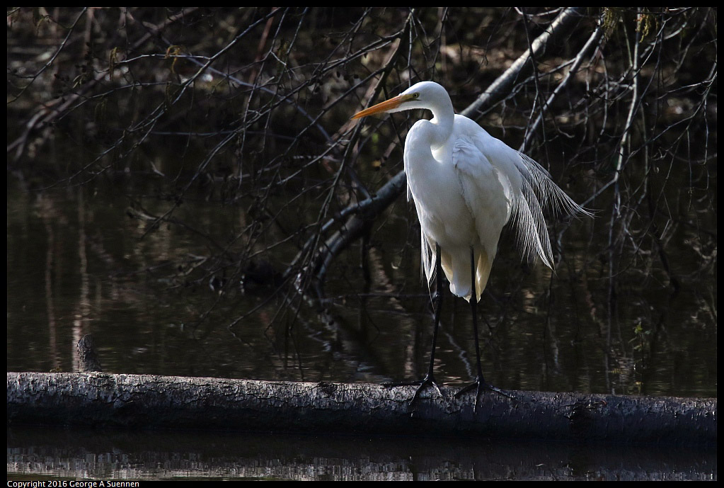 0205-113212-01.jpg - Great Egret