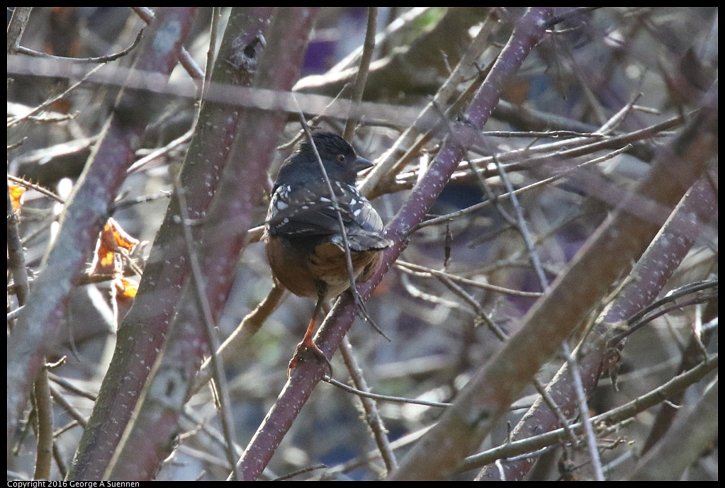 0205-113319-01.jpg - Spotted Towhee