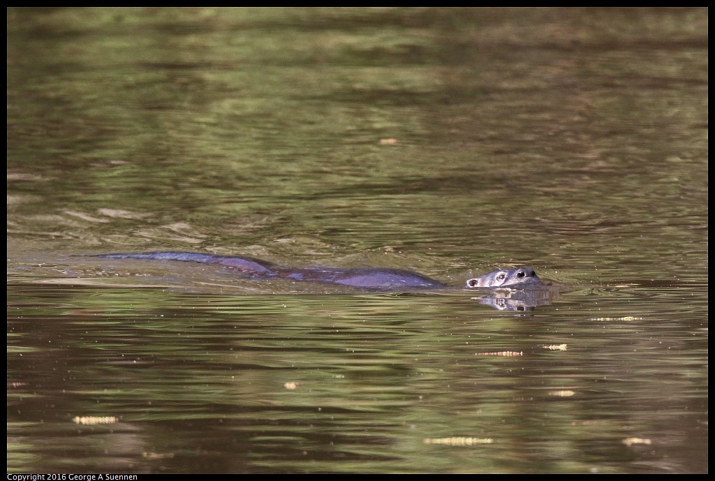 0205-113543-02.jpg - River Otter