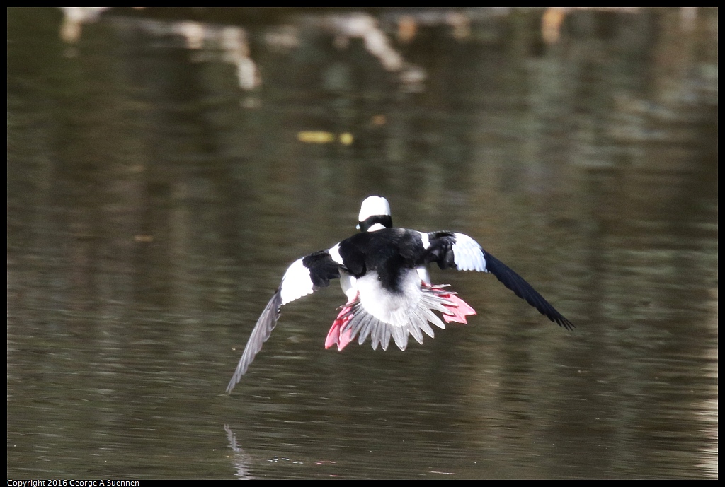 0205-113616-01.jpg - Bufflehead