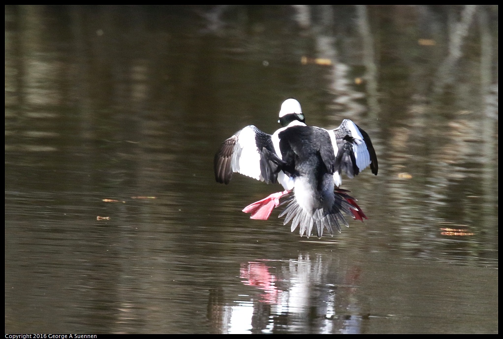 0205-113617-01.jpg - Bufflehead