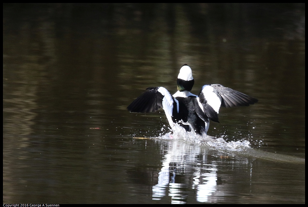 0205-113617-02.jpg - Bufflehead