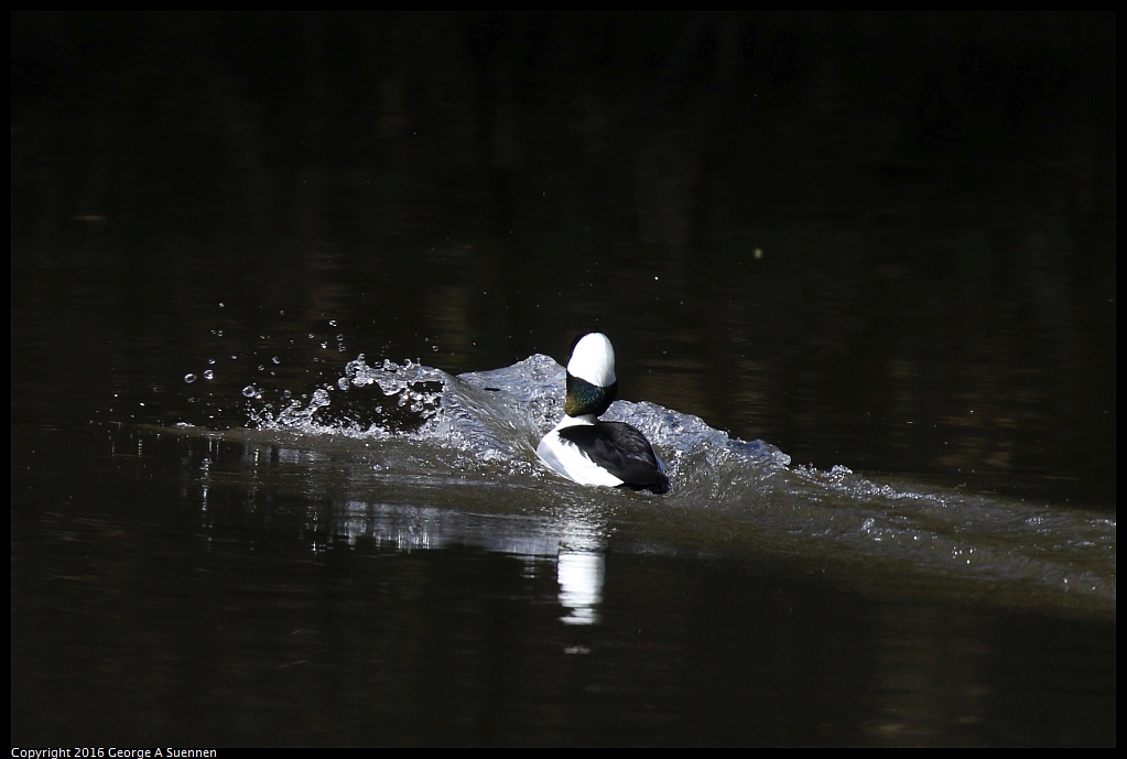 0205-113618-01.jpg - Bufflehead