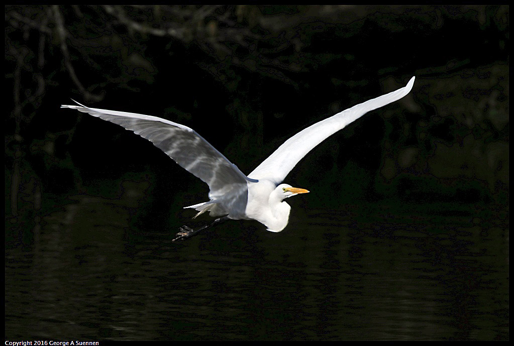 0205-113649-02.jpg - Great Egret