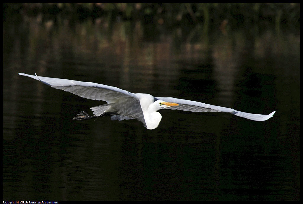 0205-113649-04.jpg - Great Egret