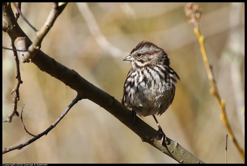 0205-113903-04.jpg - Song Sparrow