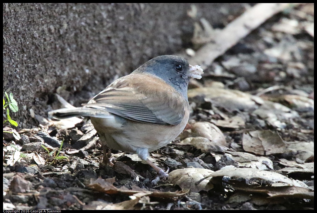 0205-114154-02.jpg - Dark-eyed Junco