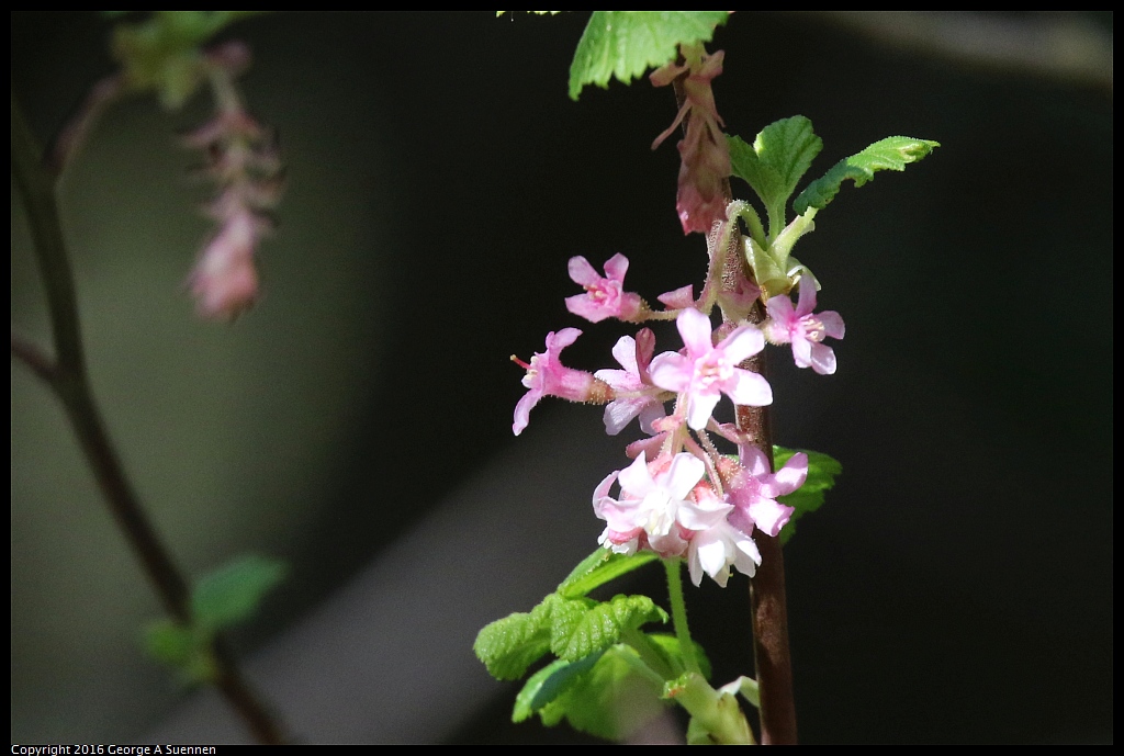 0205-114955-02.jpg - Flower