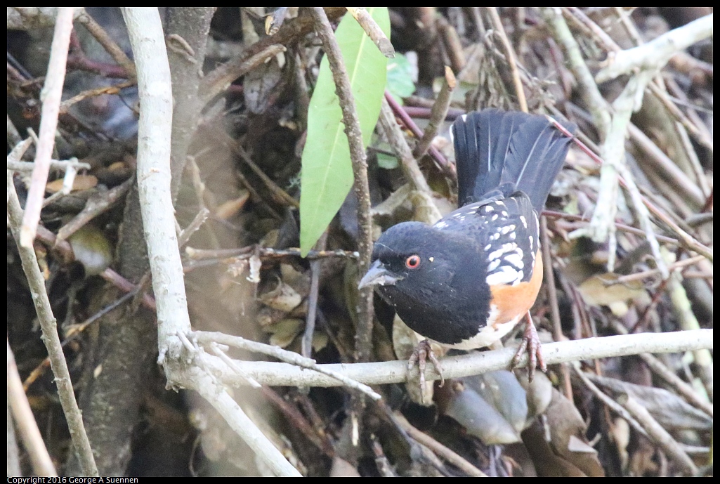 0205-115206-01.jpg - Spotted Towhee