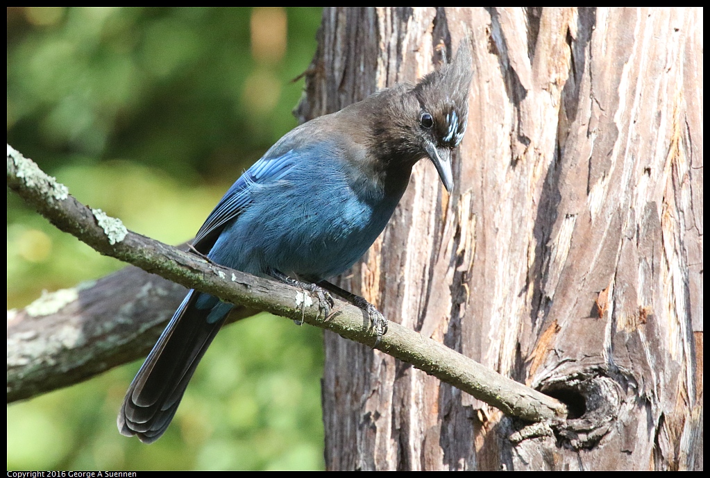 0205-120348-03.jpg - Stellar's Jay