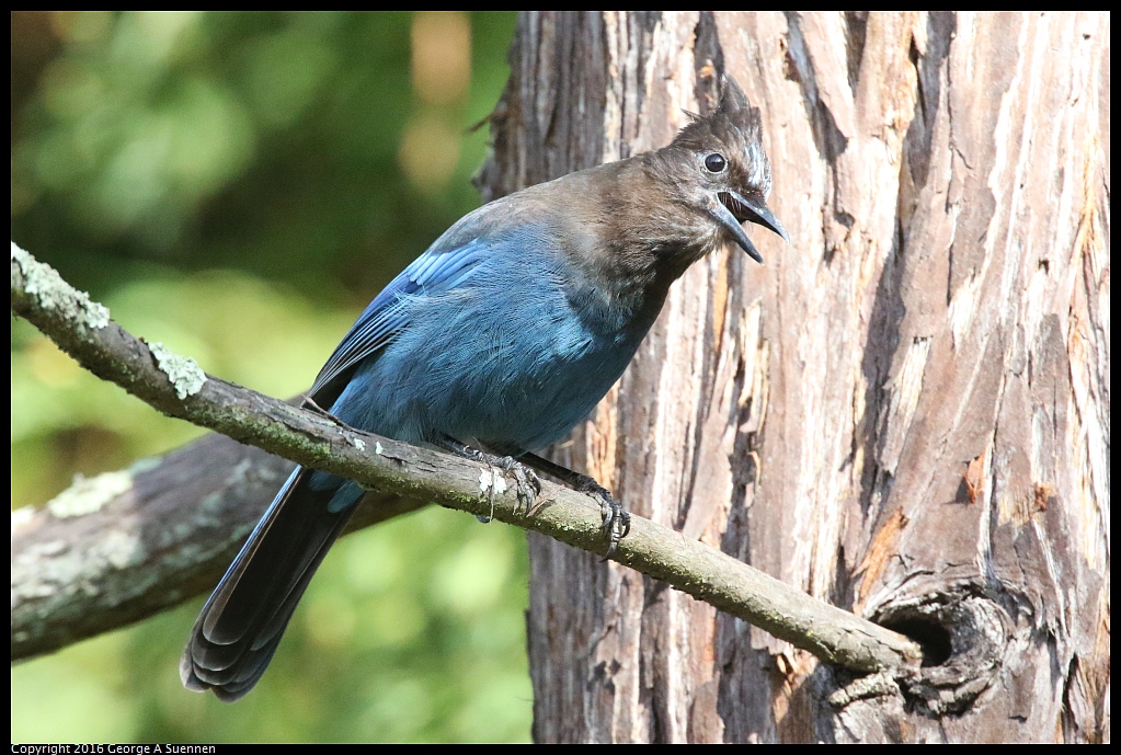 0205-120349-03.jpg - Stellar's Jay