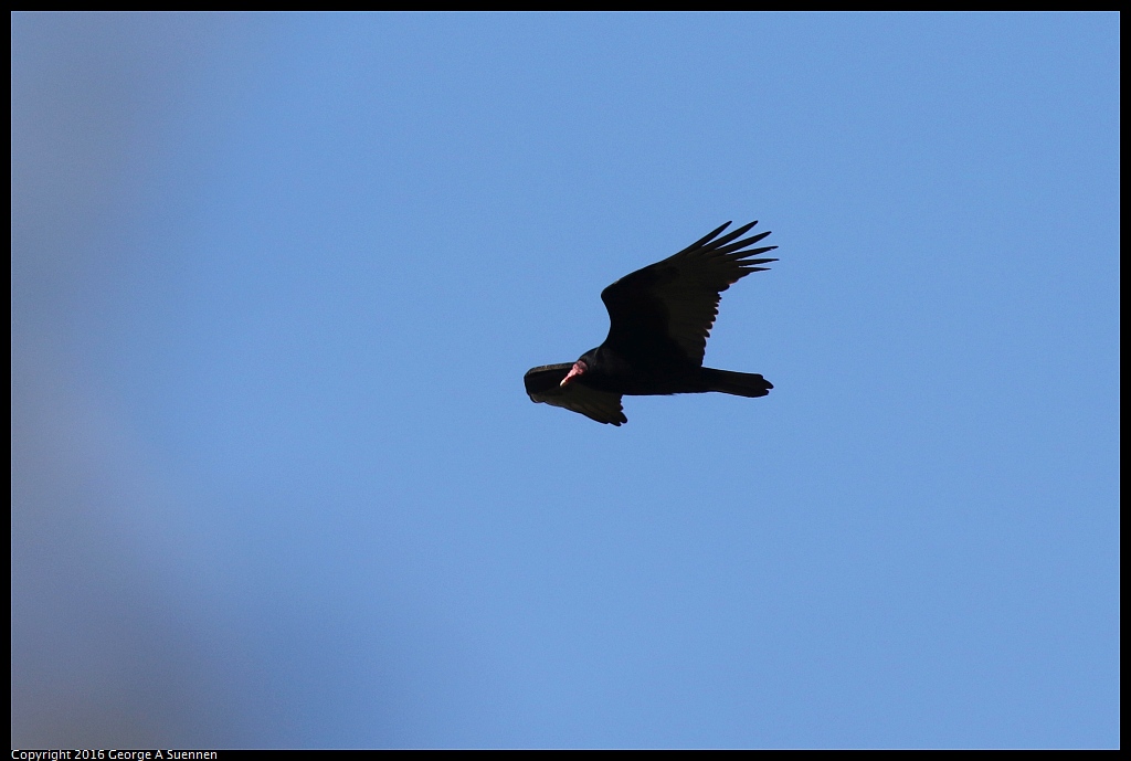 0205-120808-02.jpg - Turkey Vulture