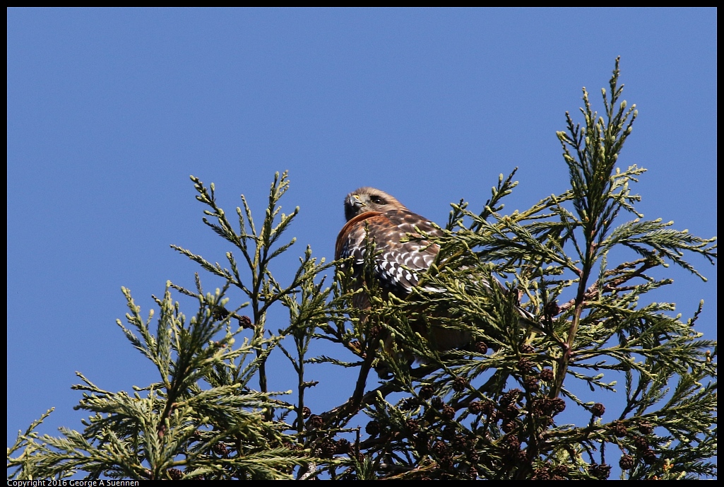 0205-120818-01.jpg - Red-shouldered Hawk