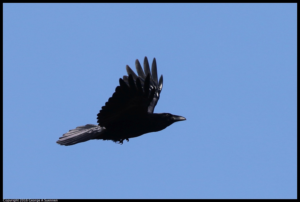 0205-121419-02.jpg - Common Raven