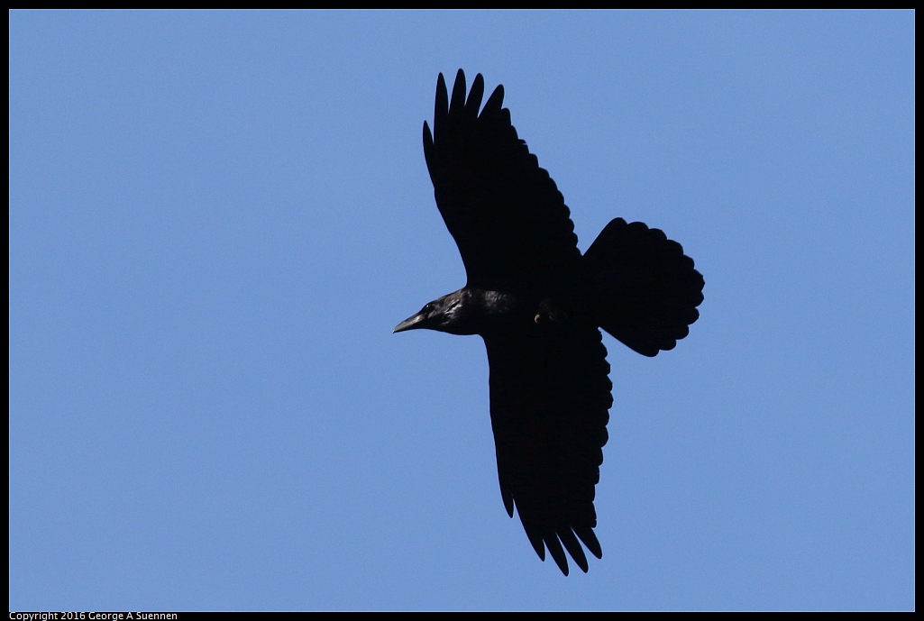 0205-121434-01.jpg - Common Raven