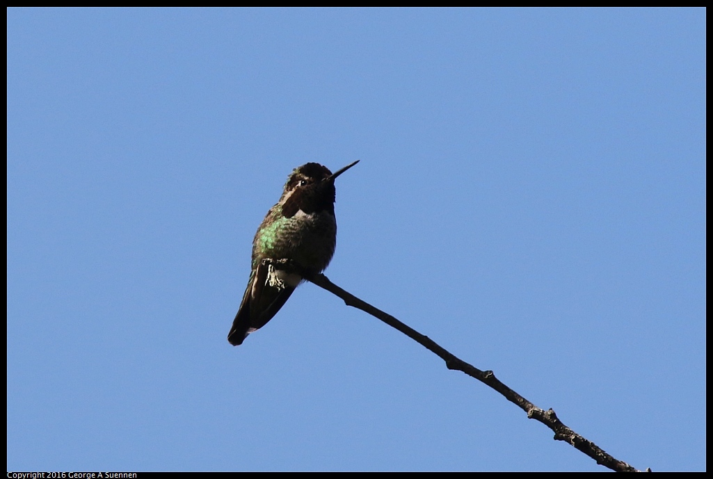 0205-121536-02.jpg - Anna's Hummingbird