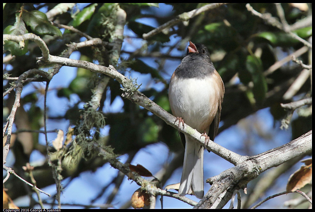 0205-122404-03.jpg - Dark-eyed Junco