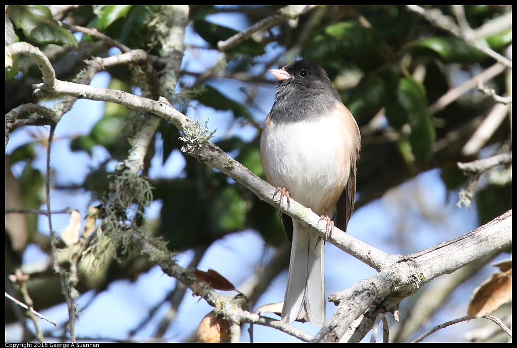 0205-122405-02.jpg - Dark-eyed Junco