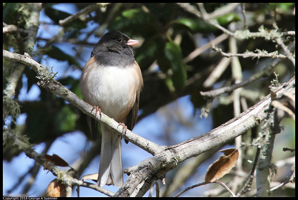 0205-122407-02.jpg - Dark-eyed Junco