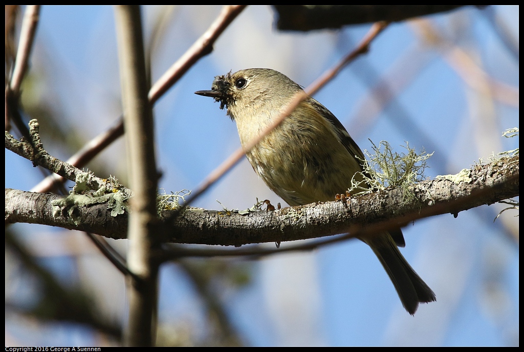 0205-122530-01.jpg - Ruby-crowned Kinglet