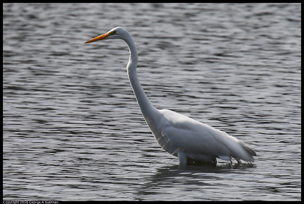 0212-132502-03.jpg - Great Egret