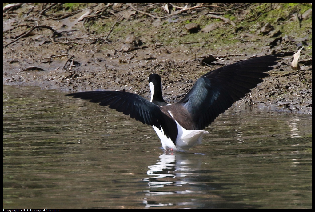 0212-132505-02.jpg - Black-necked Stilt