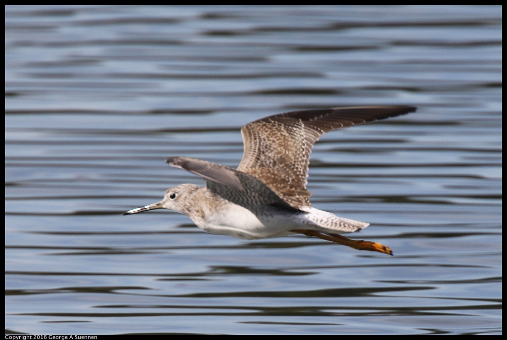 0212-132524-02.jpg - Lesser Yellowlegs