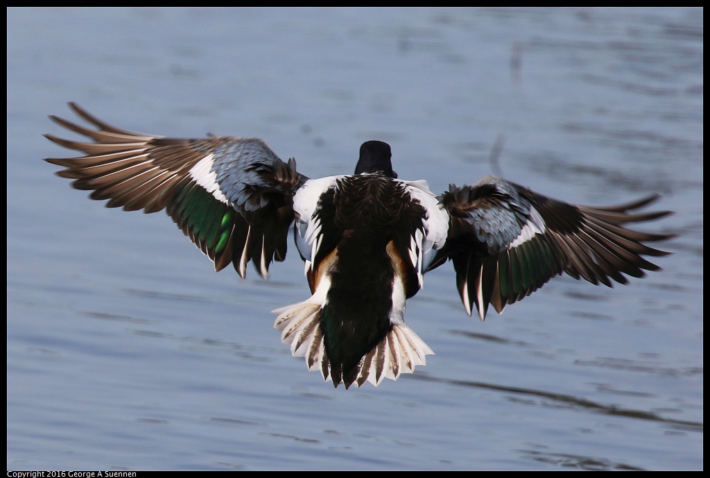 0212-132715-01.jpg - Northern Shoveler