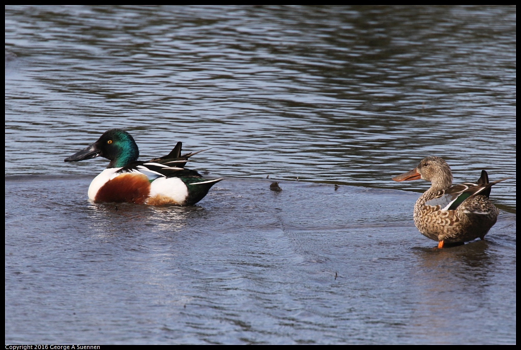 0212-132717-02.jpg - Northern Shoveler