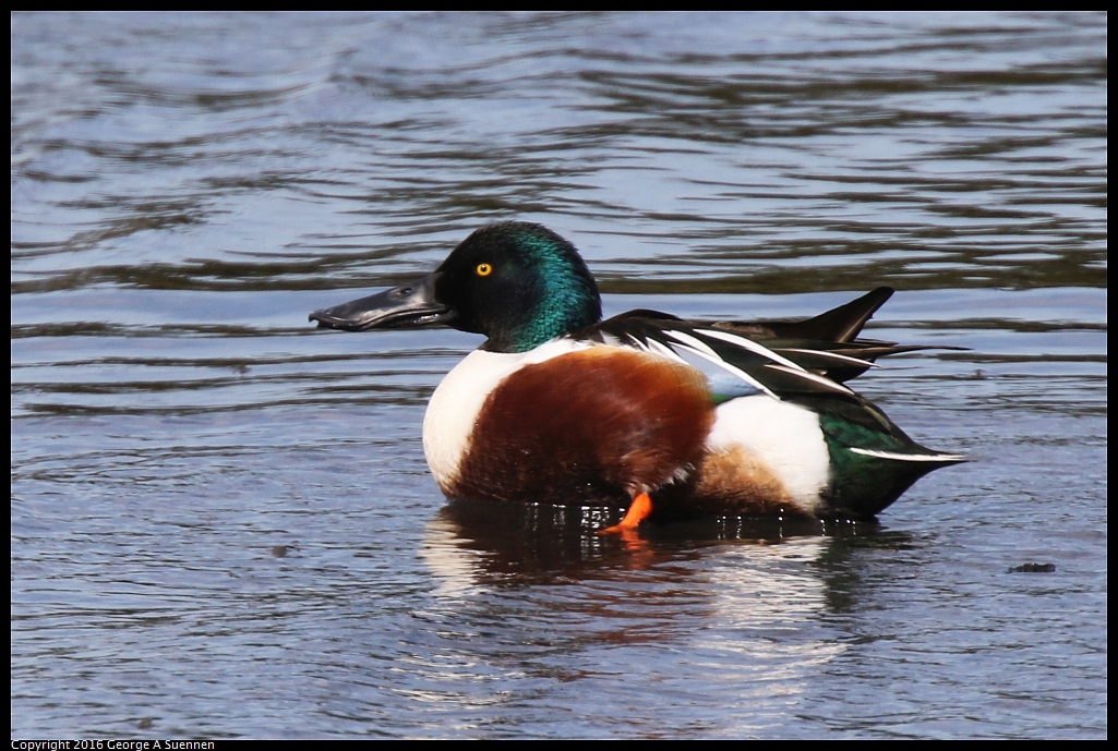 0212-132718-03.jpg - Northern Shoveler