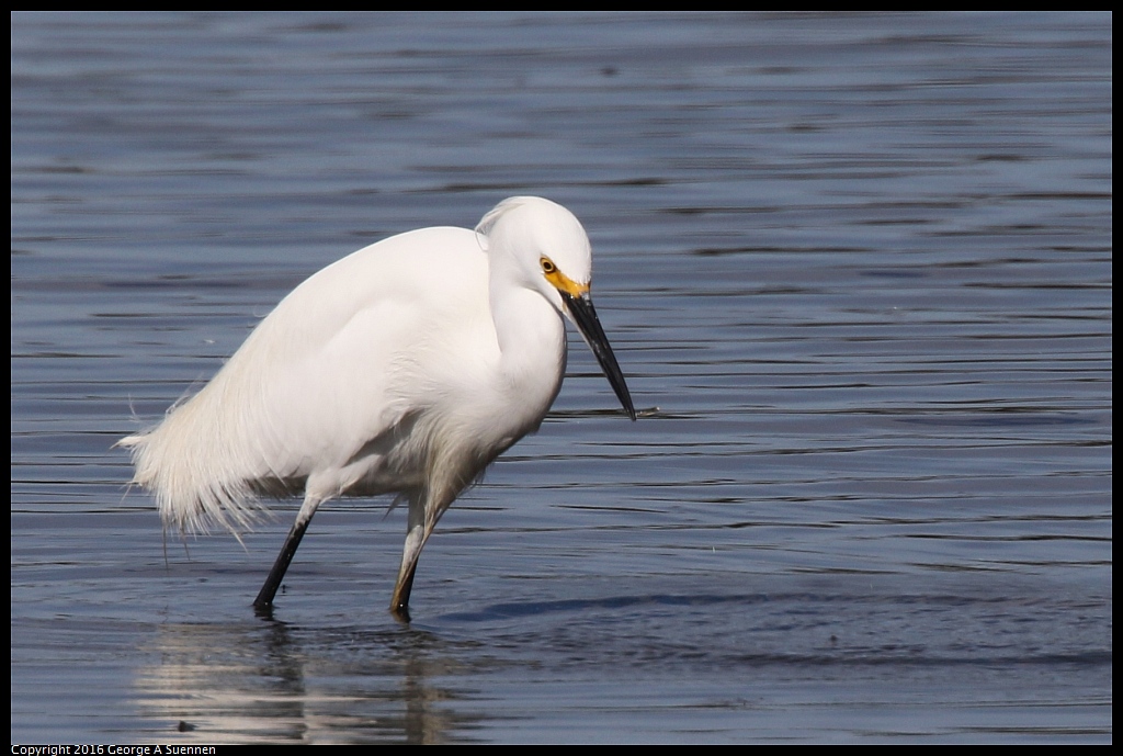 0212-132732-03.jpg - Snowy Egret