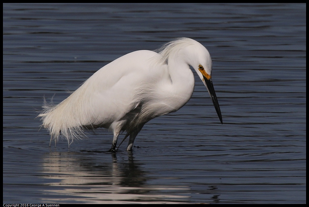 0212-132738-03.jpg - Snowy Egret