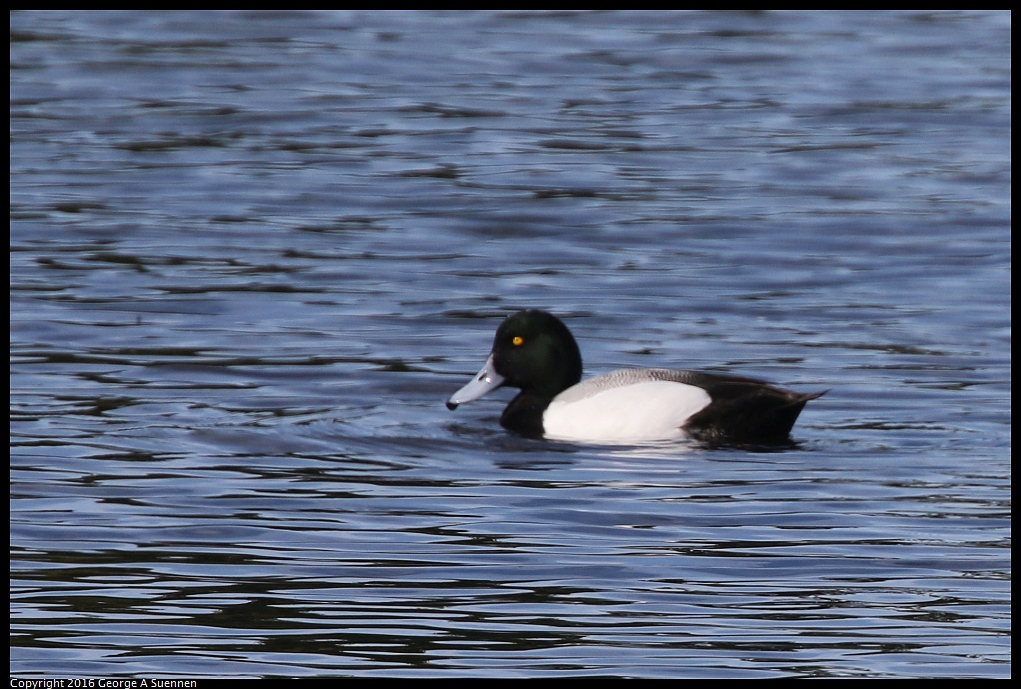 0212-132811-01.jpg - Lesser Scaup