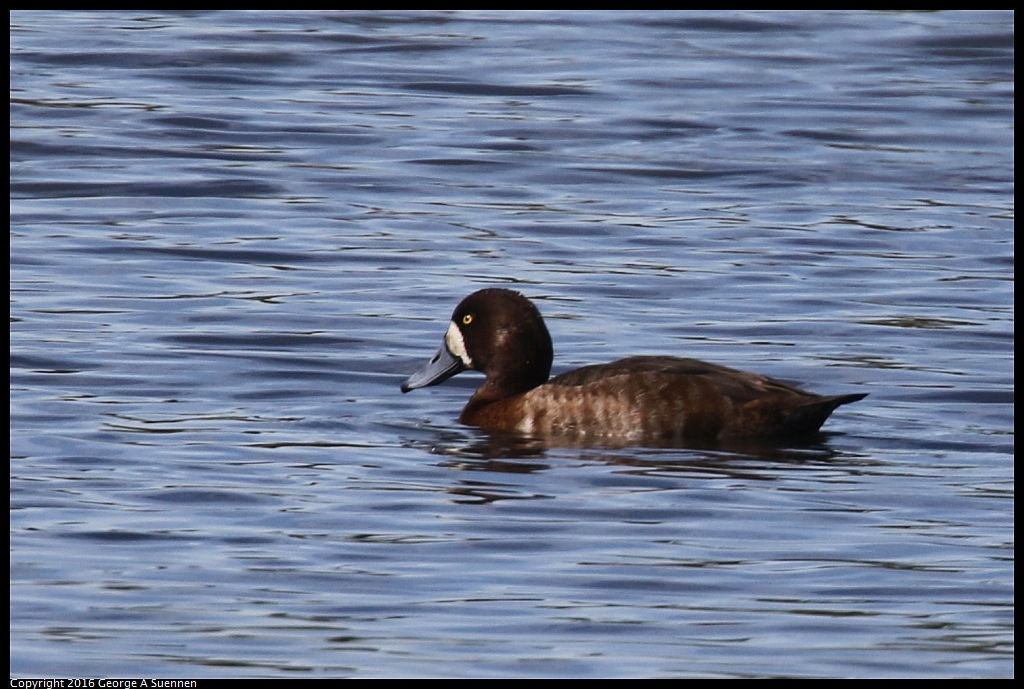 0212-132815-01.jpg - Lesser Scaup