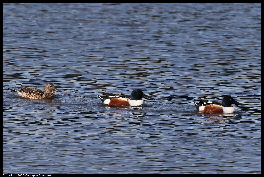 0212-132846-03.jpg - Northern Shoveler