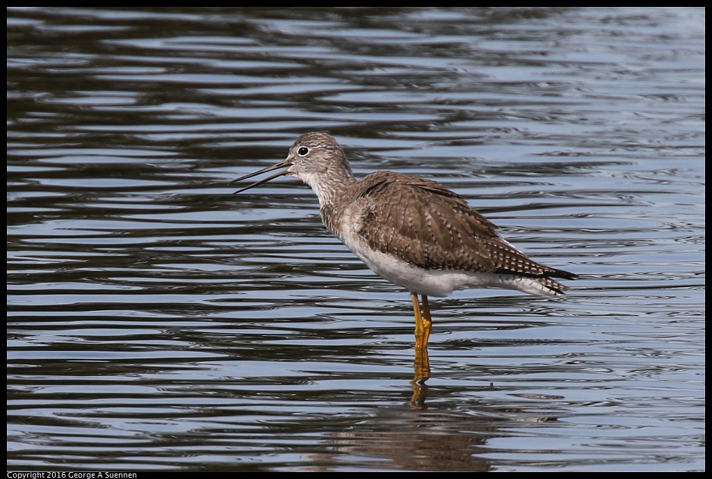 0212-132852-01.jpg - Lesser Yellowlegs