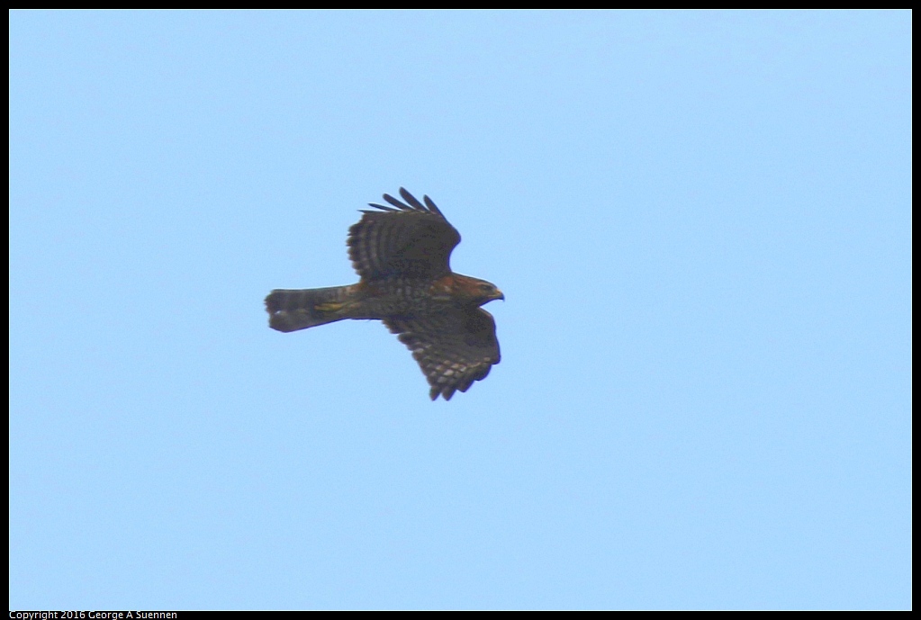 0212-133106-01.jpg - Red-shouldered Hawk