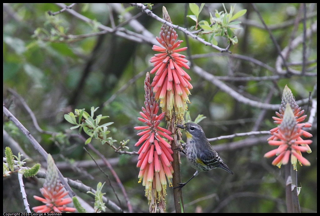 0212-133137-03.jpg - Yellow-rumped Warbler