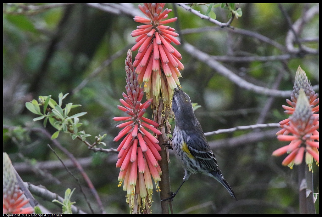 0212-133141-02.jpg - Yellow-rumped Warbler