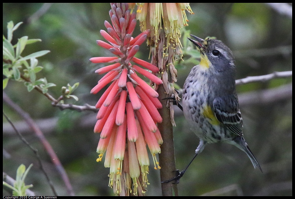 0212-133141-03.jpg - Yellow-rumped Warbler