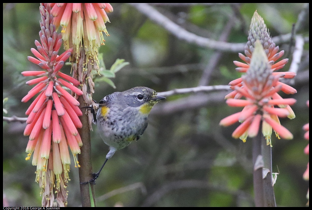 0212-133145-03.jpg - Yellow-rumped Warbler