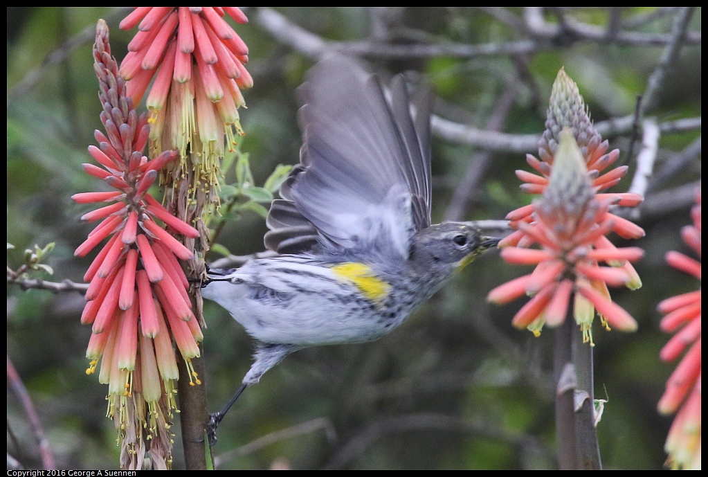 0212-133147-02.jpg - Yellow-rumped Warbler