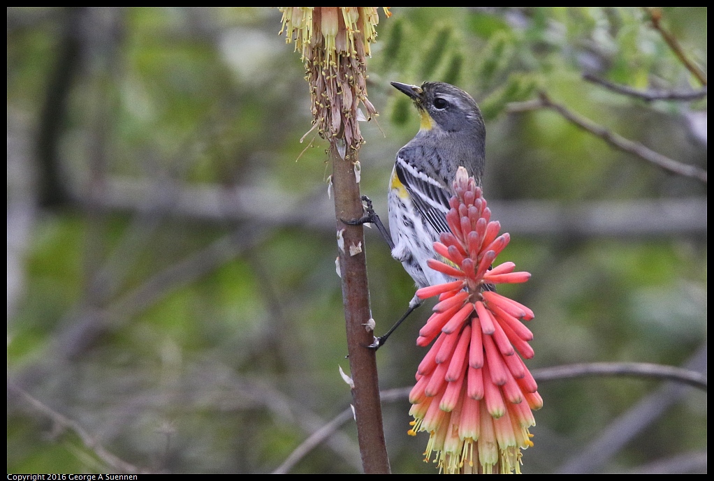 0212-133201-03.jpg - Yellow-rumped Warbler